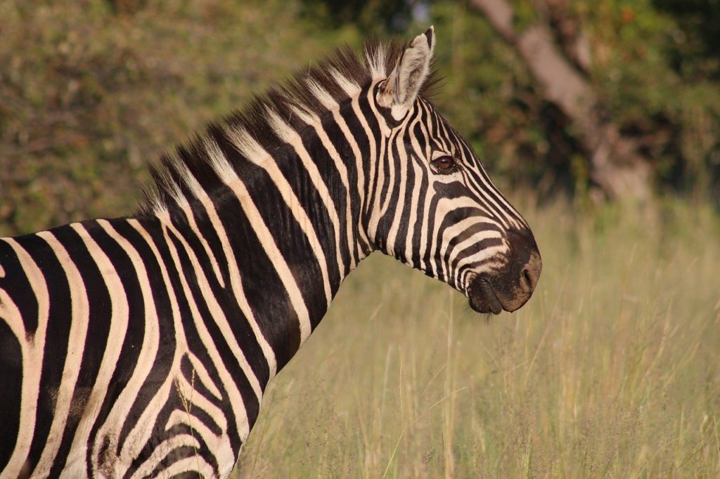 zebra, nature, animal