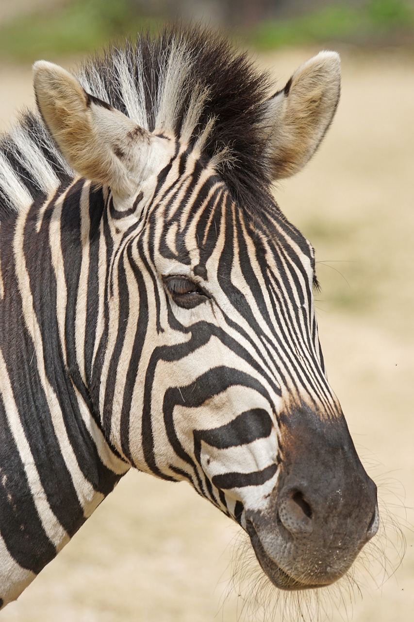 zebra, chapman plains zebra, equine-1491248.jpg