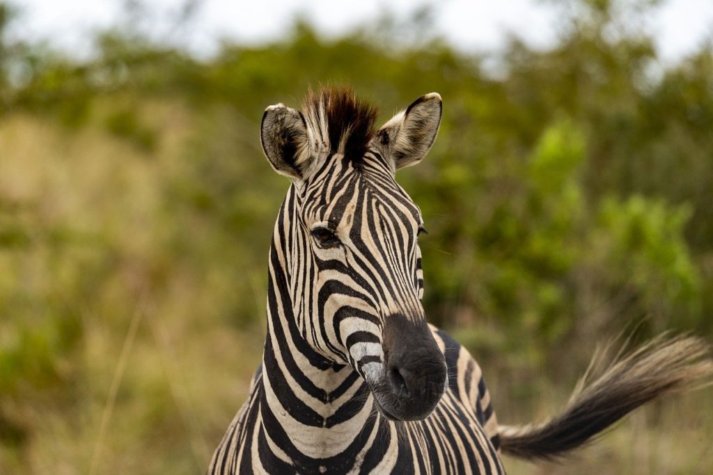 safari, africa, zebra