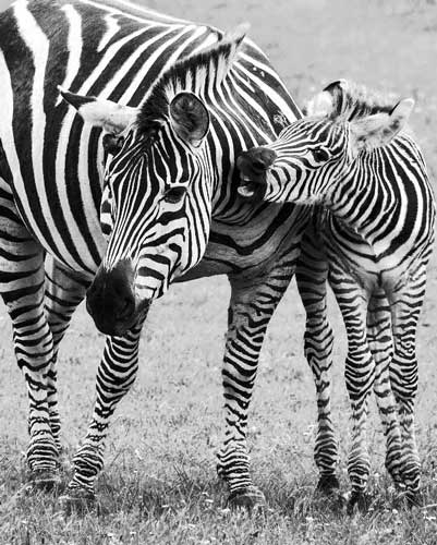 Zebra mor med lille